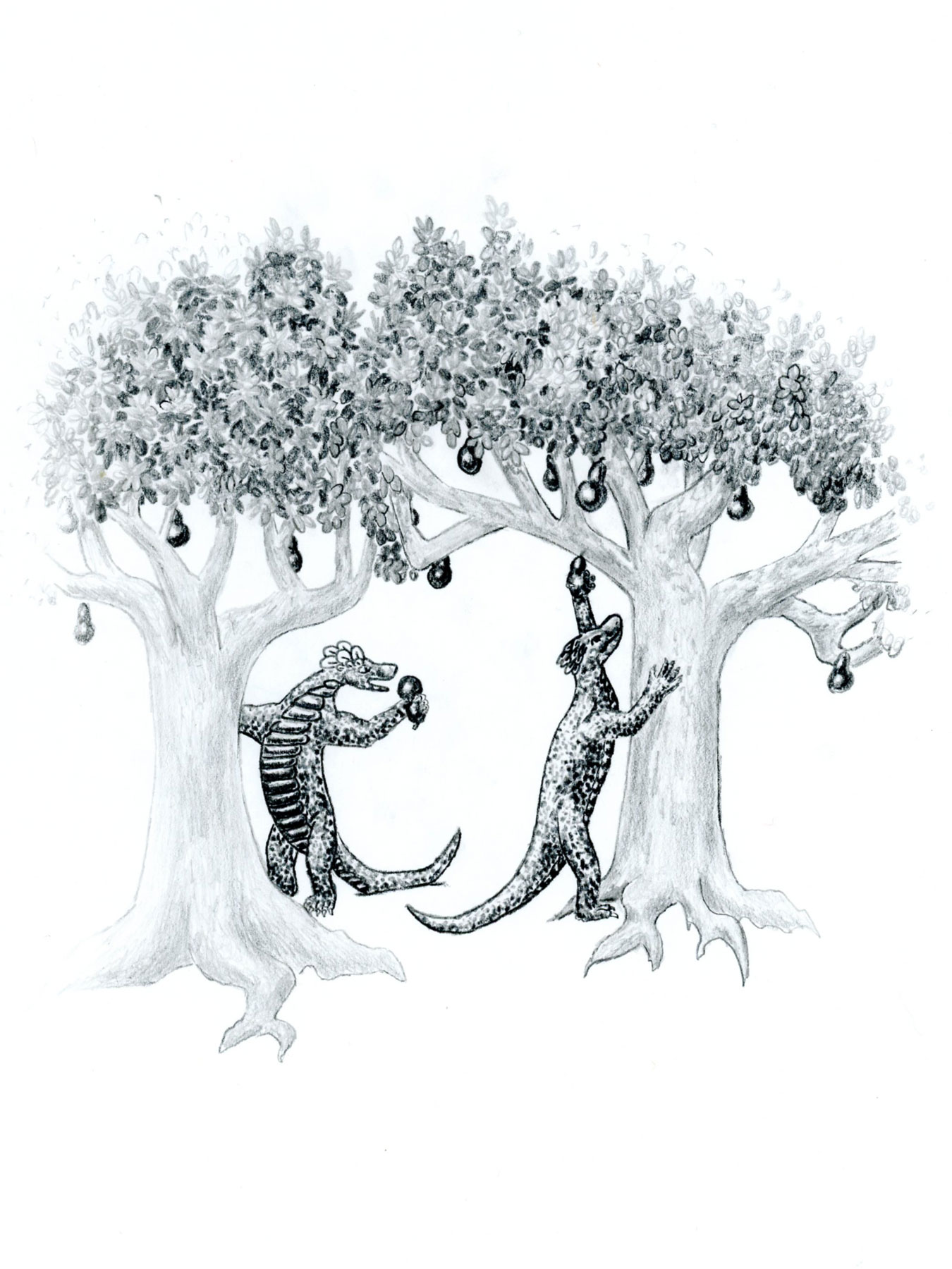 Harvesting Vingo Fruit